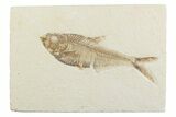 Detailed Fossil Fish (Diplomystus) - Wyoming #369498-1